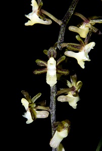 Cleisostoma nangongense Windflower CBR/AOS 0 pts. flower